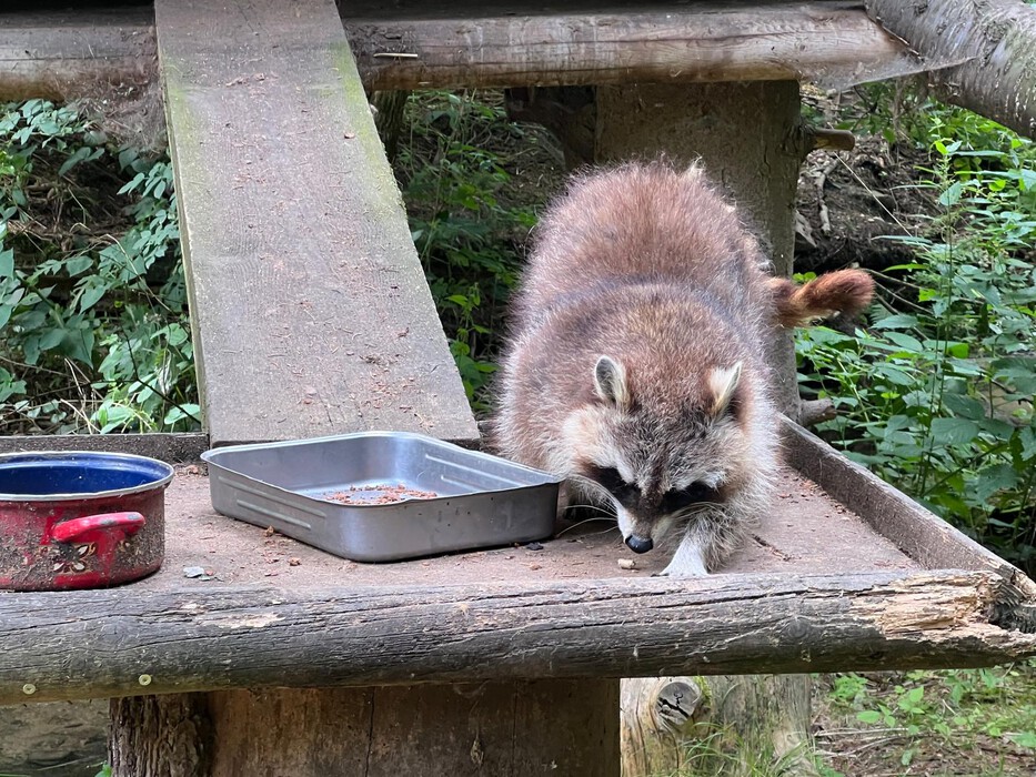 2025 07 11 Tierpark Lohberg 6